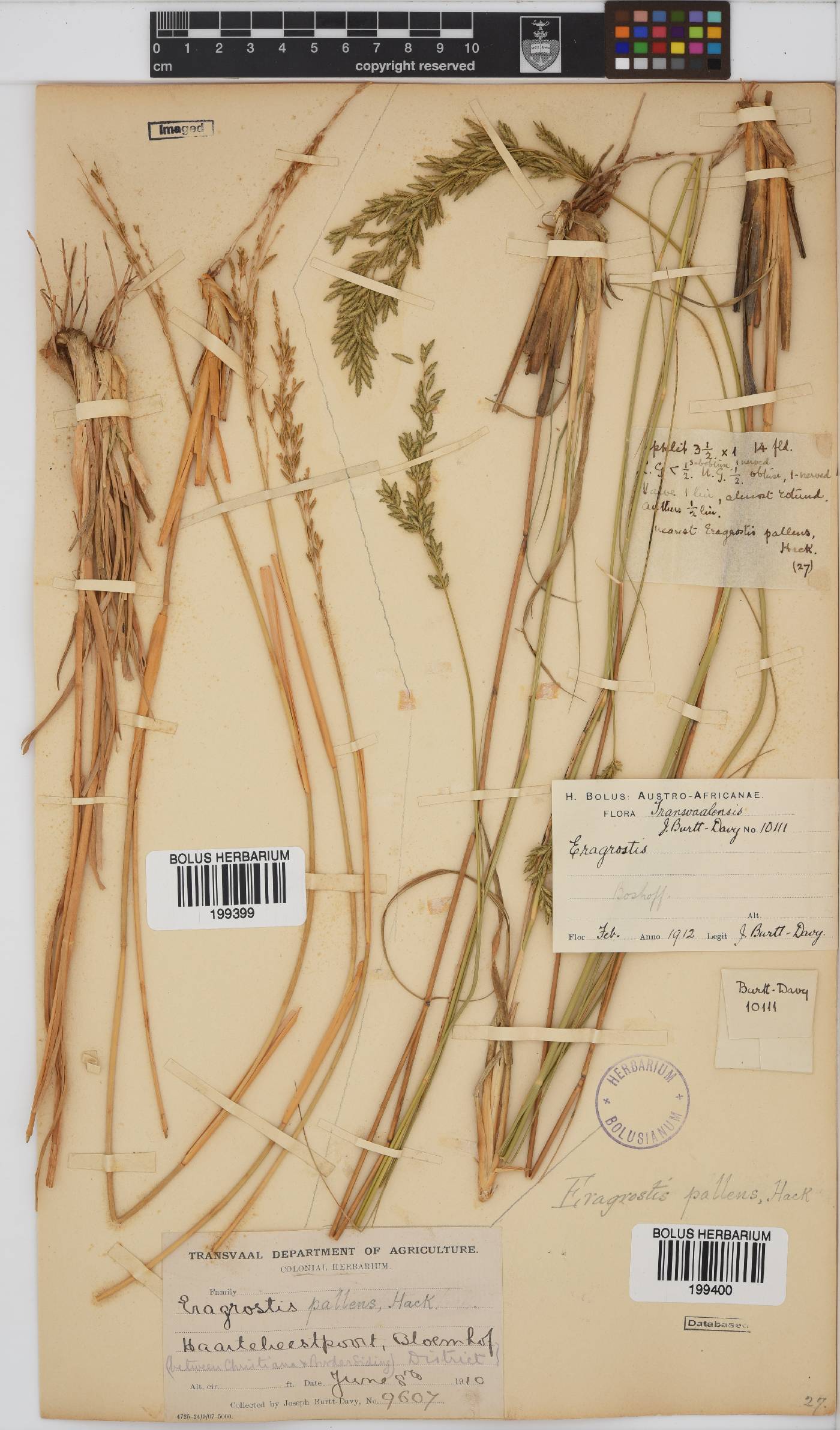 Eragrostis pallens image