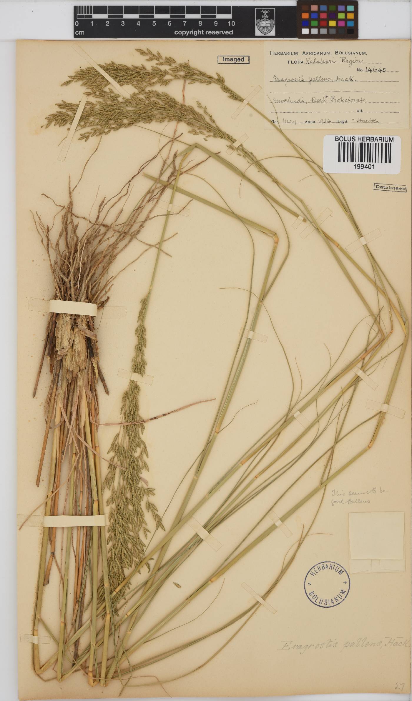 Eragrostis pallens image