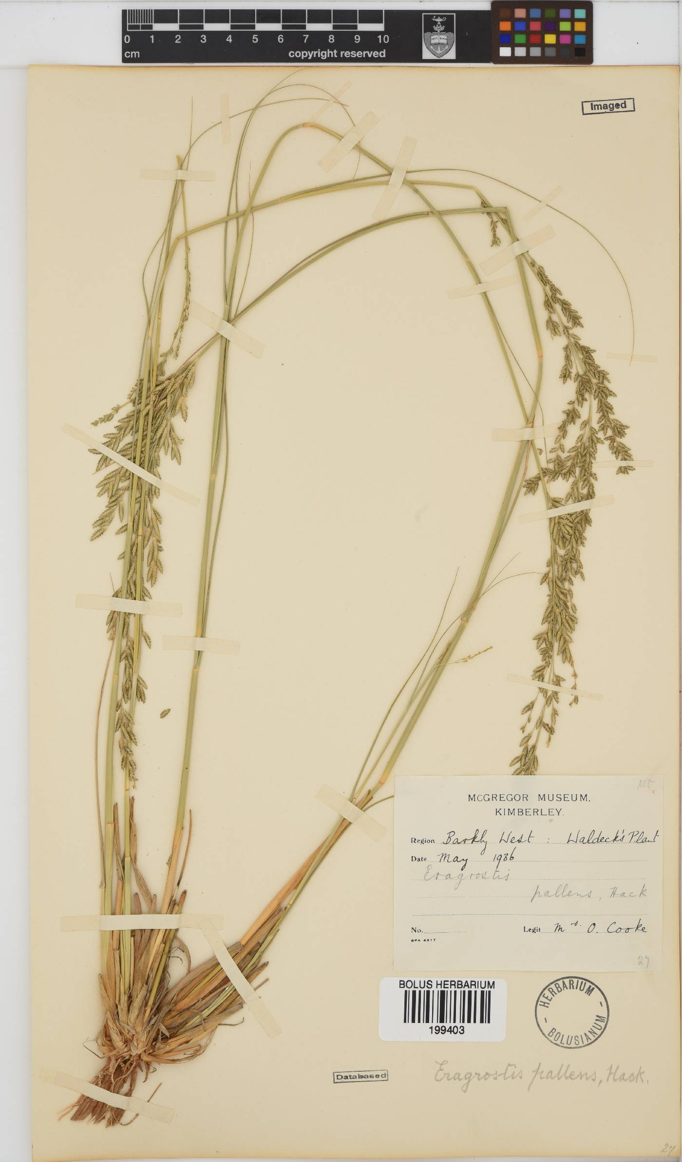 Eragrostis pallens image