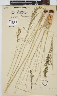 Eragrostis pallens image