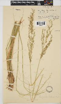 Eragrostis pallens image