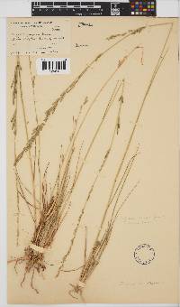 Eragrostis inamoena image