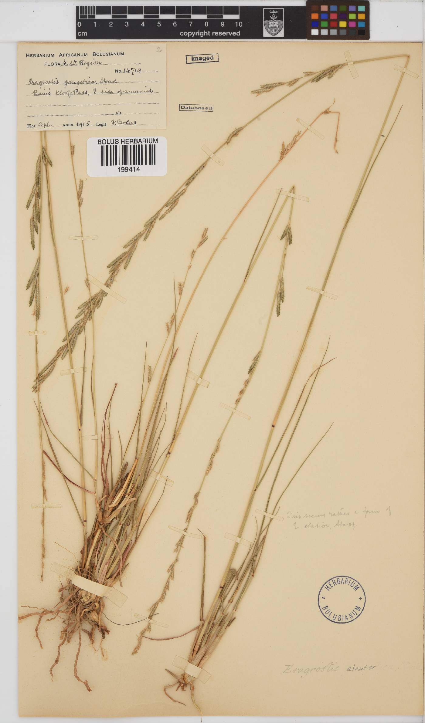Eragrostis inamoena image