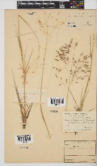 Eragrostis inamoena image