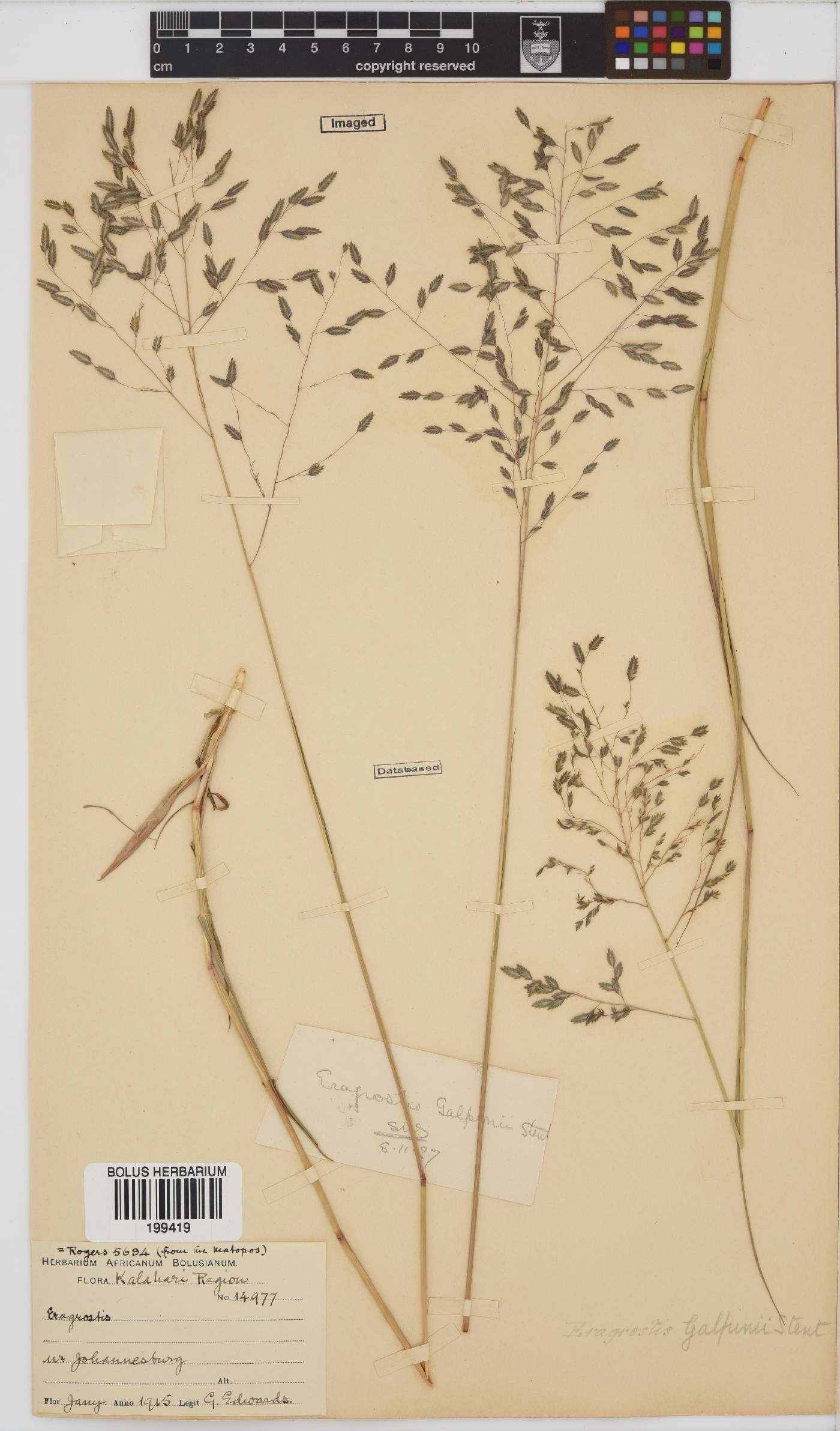 Eragrostis inamoena image