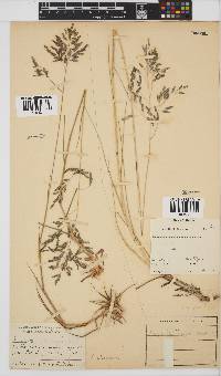 Eragrostis inamoena image