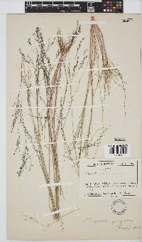 Eragrostis inamoena image