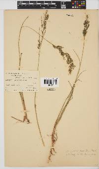 Eragrostis inamoena image