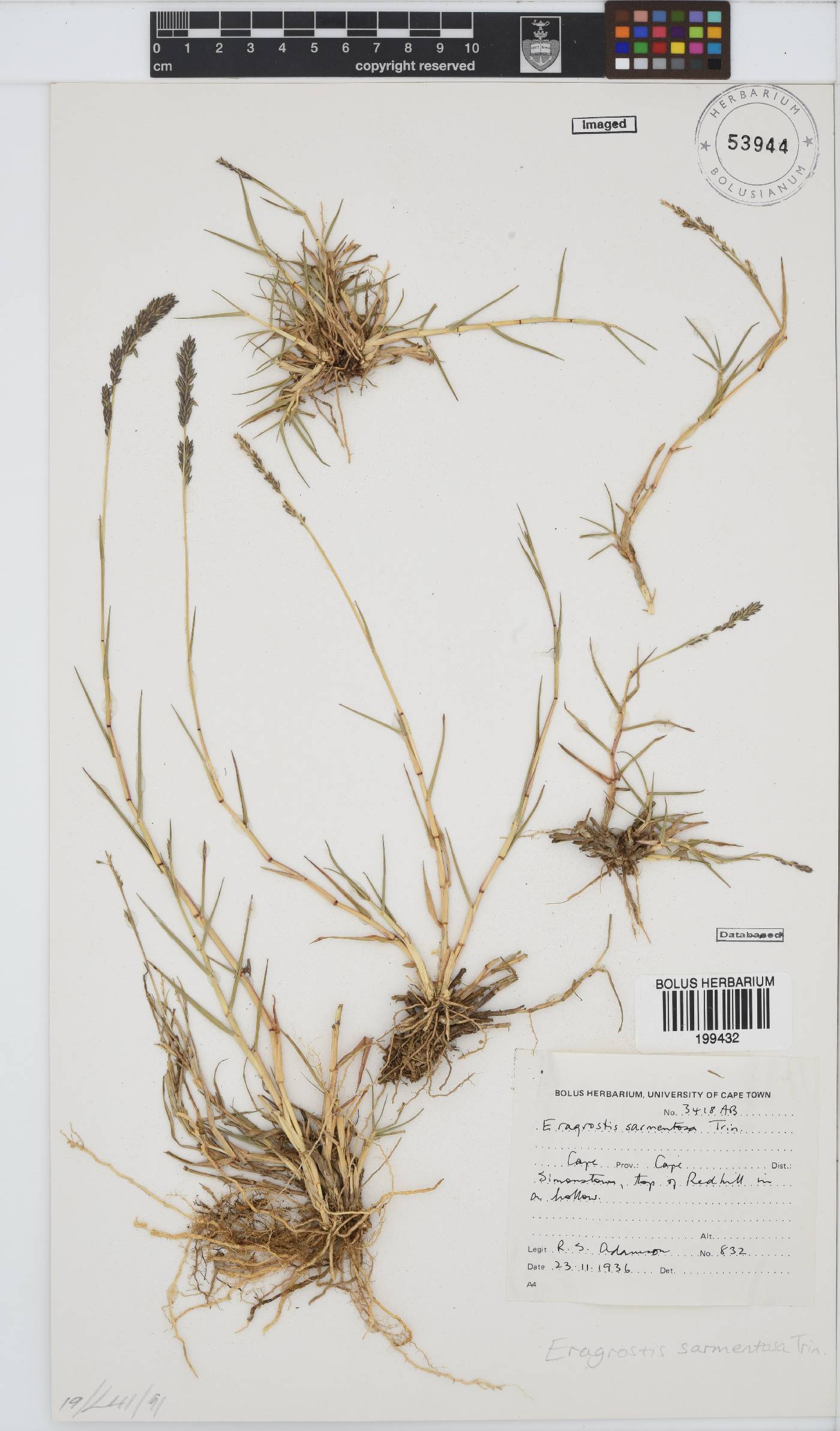 Eragrostis sarmentosa image