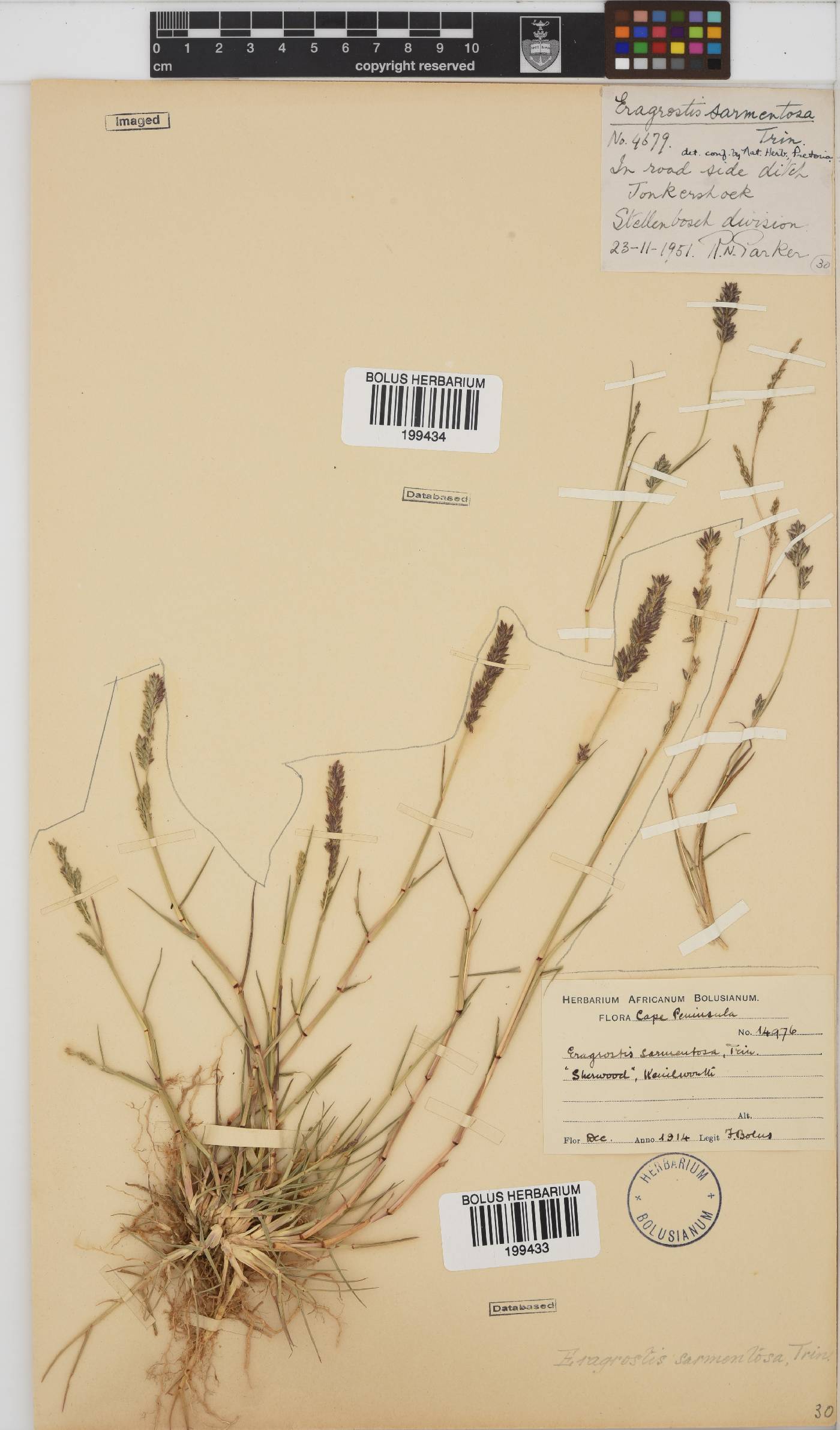Eragrostis sarmentosa image