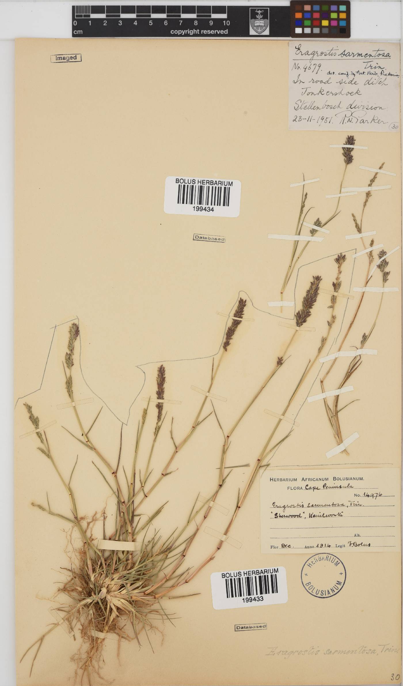 Eragrostis sarmentosa image