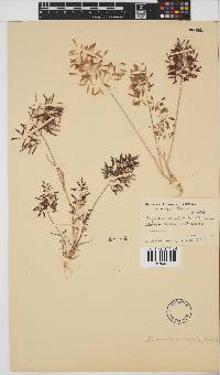 Eragrostis annulata image