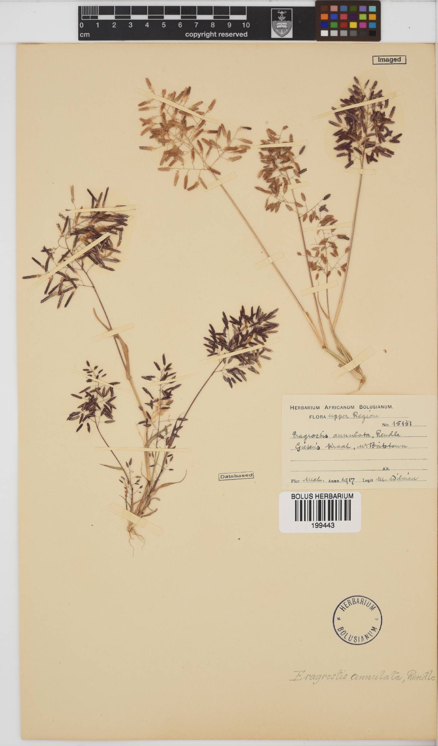 Eragrostis annulata image