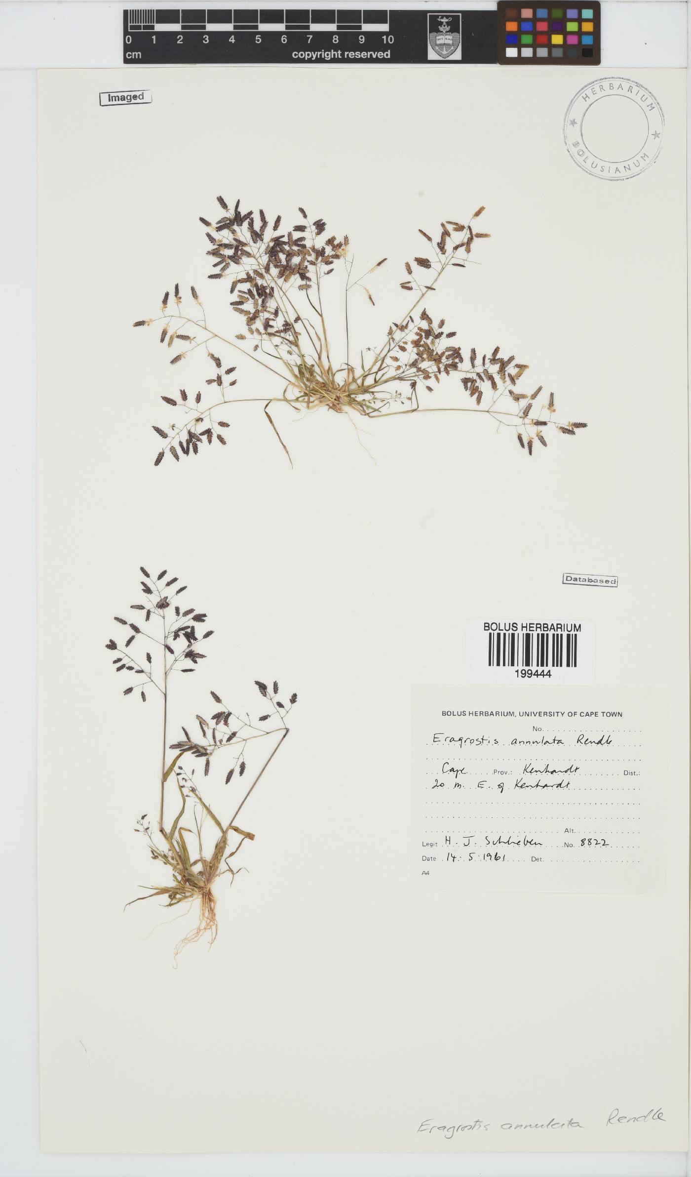 Eragrostis annulata image