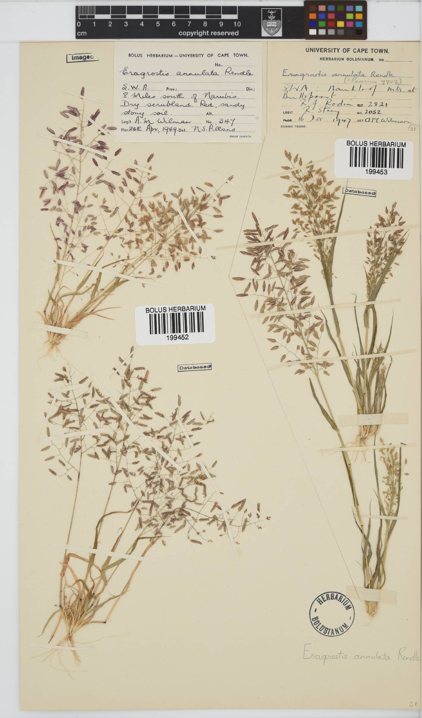 Eragrostis annulata image