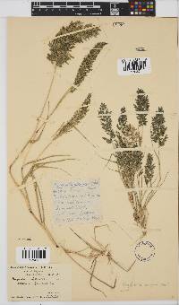 Eragrostis cilianensis image