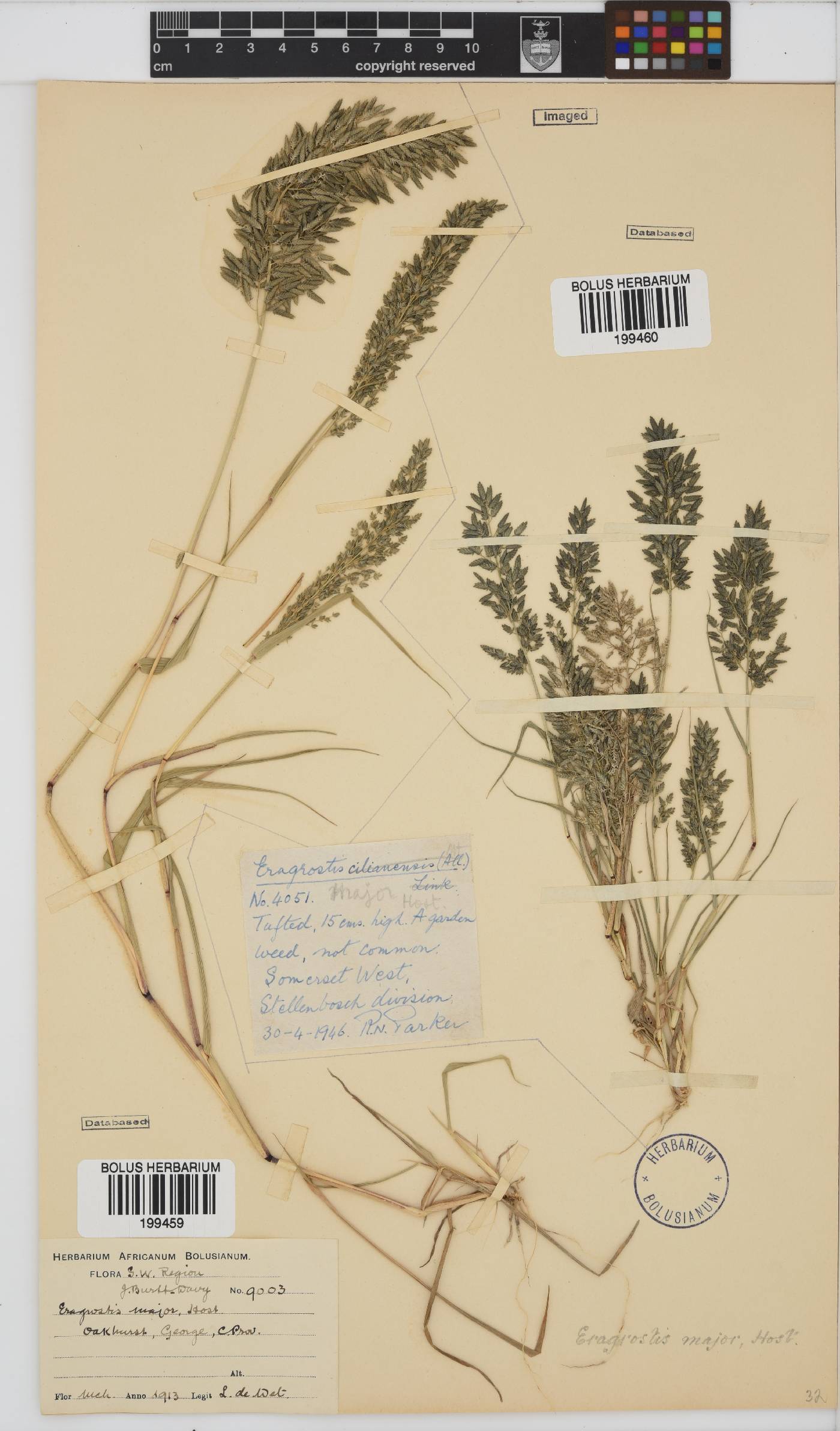 Eragrostis cilianensis image