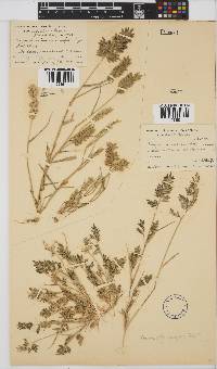 Eragrostis cilianensis image