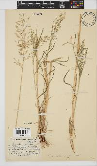 Eragrostis cilianensis image