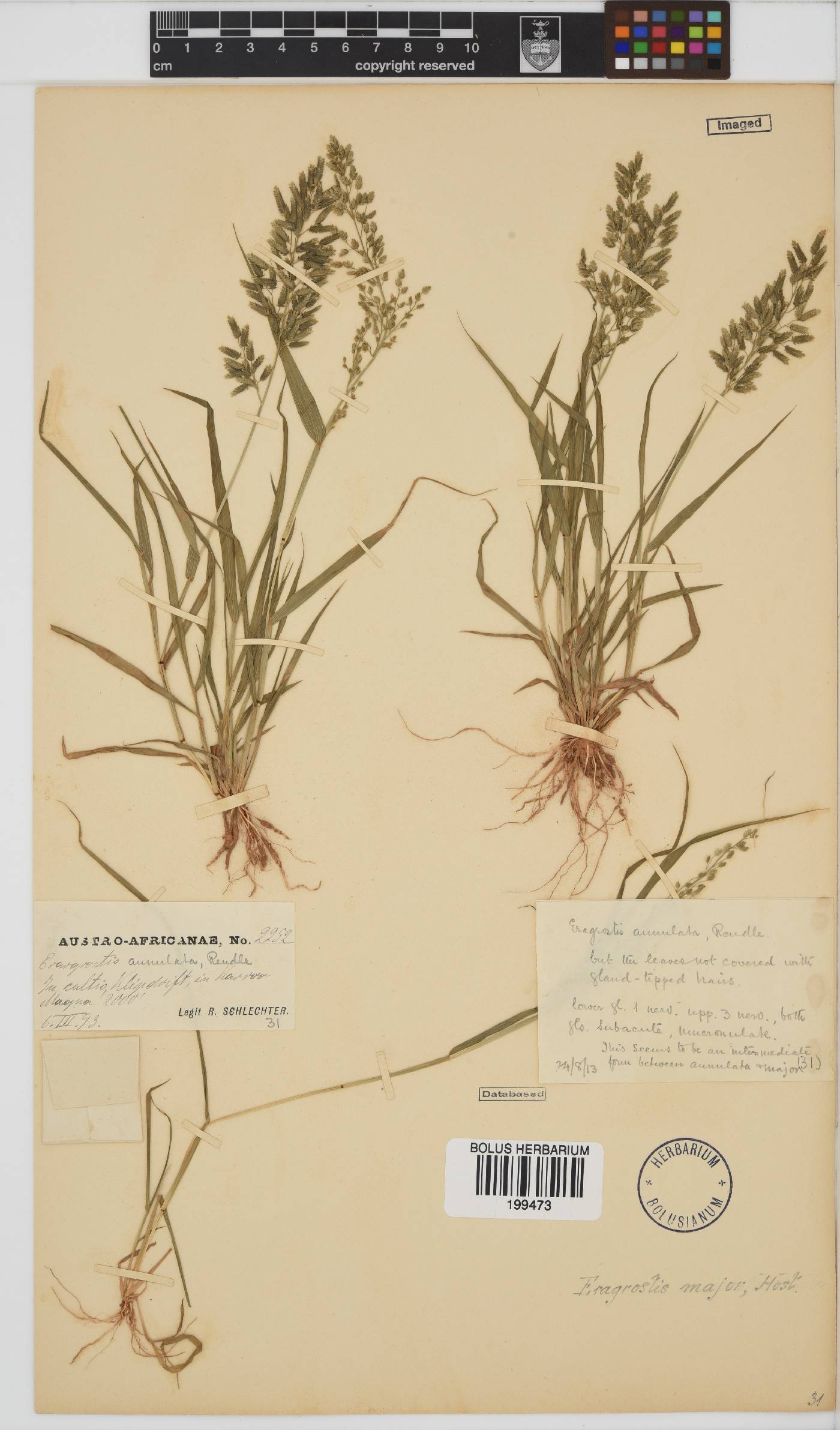 Eragrostis cilianensis image