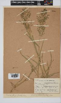 Eragrostis cilianensis image