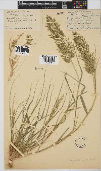 Eragrostis cilianensis image