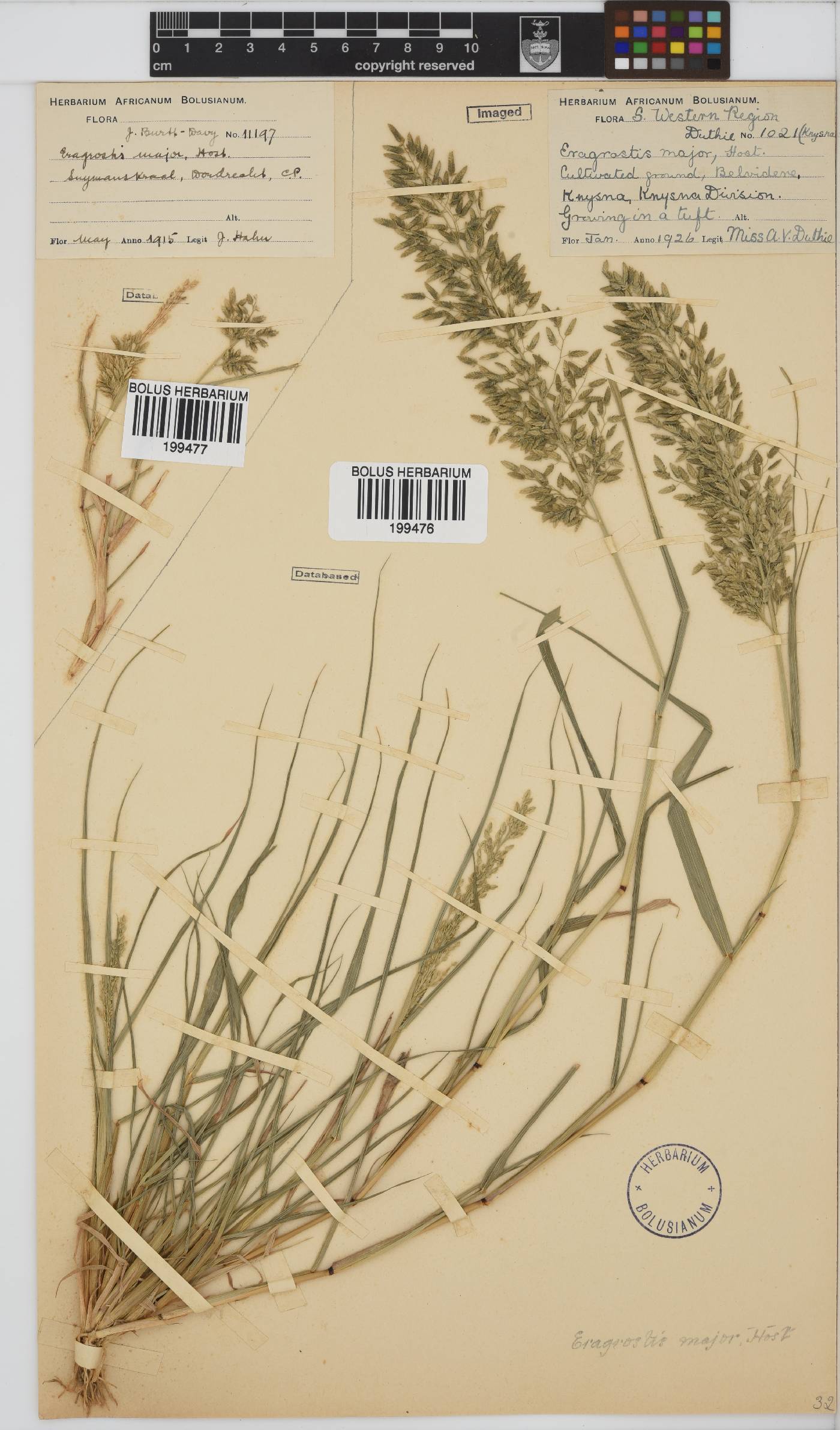 Eragrostis cilianensis image