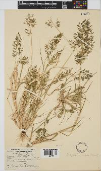 Eragrostis cilianensis image