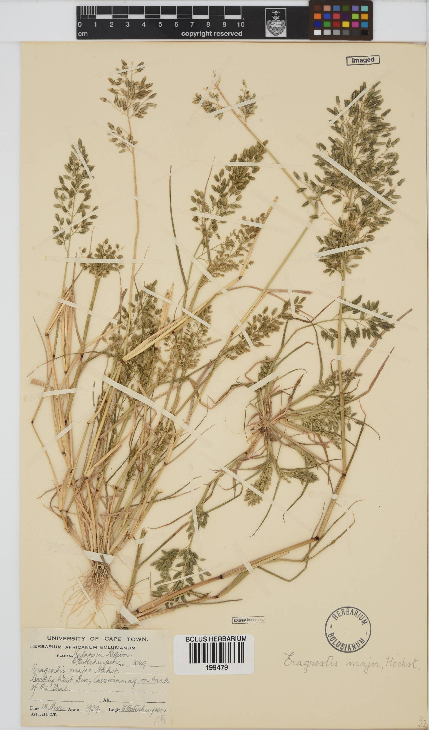 Eragrostis cilianensis image