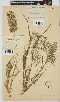 Eragrostis cilianensis image