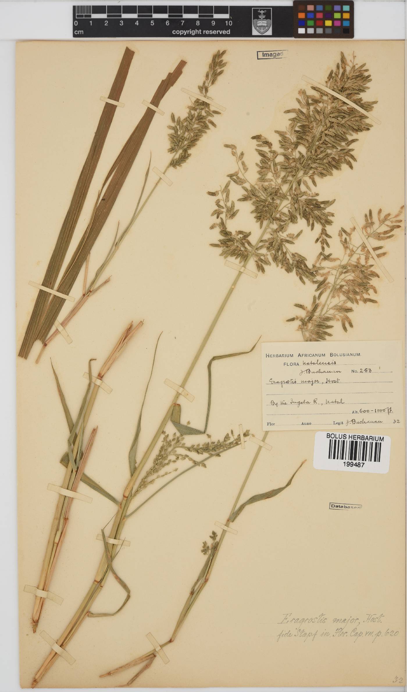 Eragrostis cilianensis image