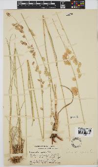 Eragrostis superba image