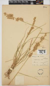 Eragrostis superba image