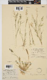 Eragrostis procumbens image