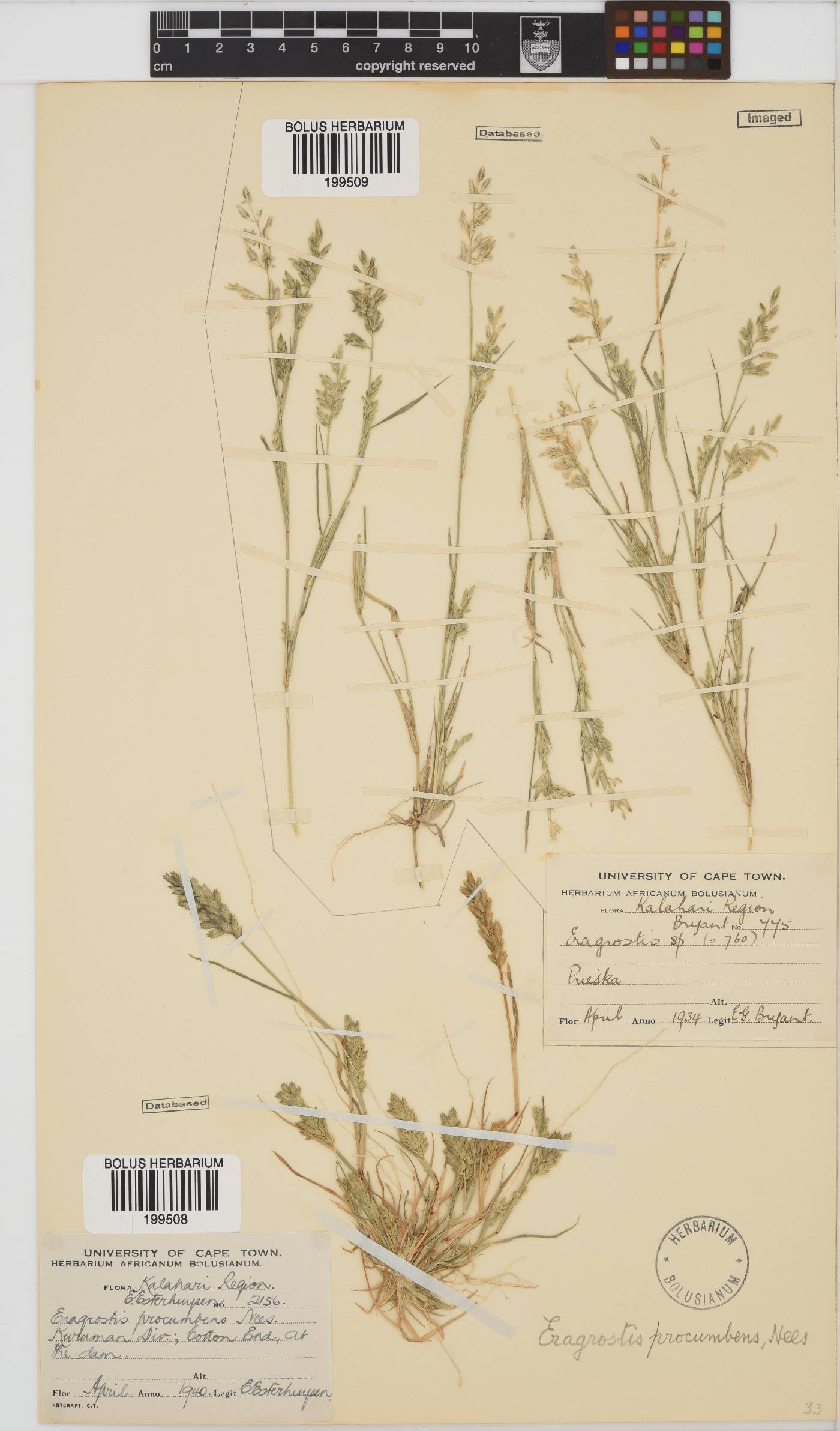 Eragrostis procumbens image