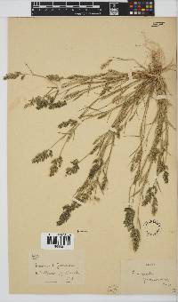 Eragrostis procumbens image