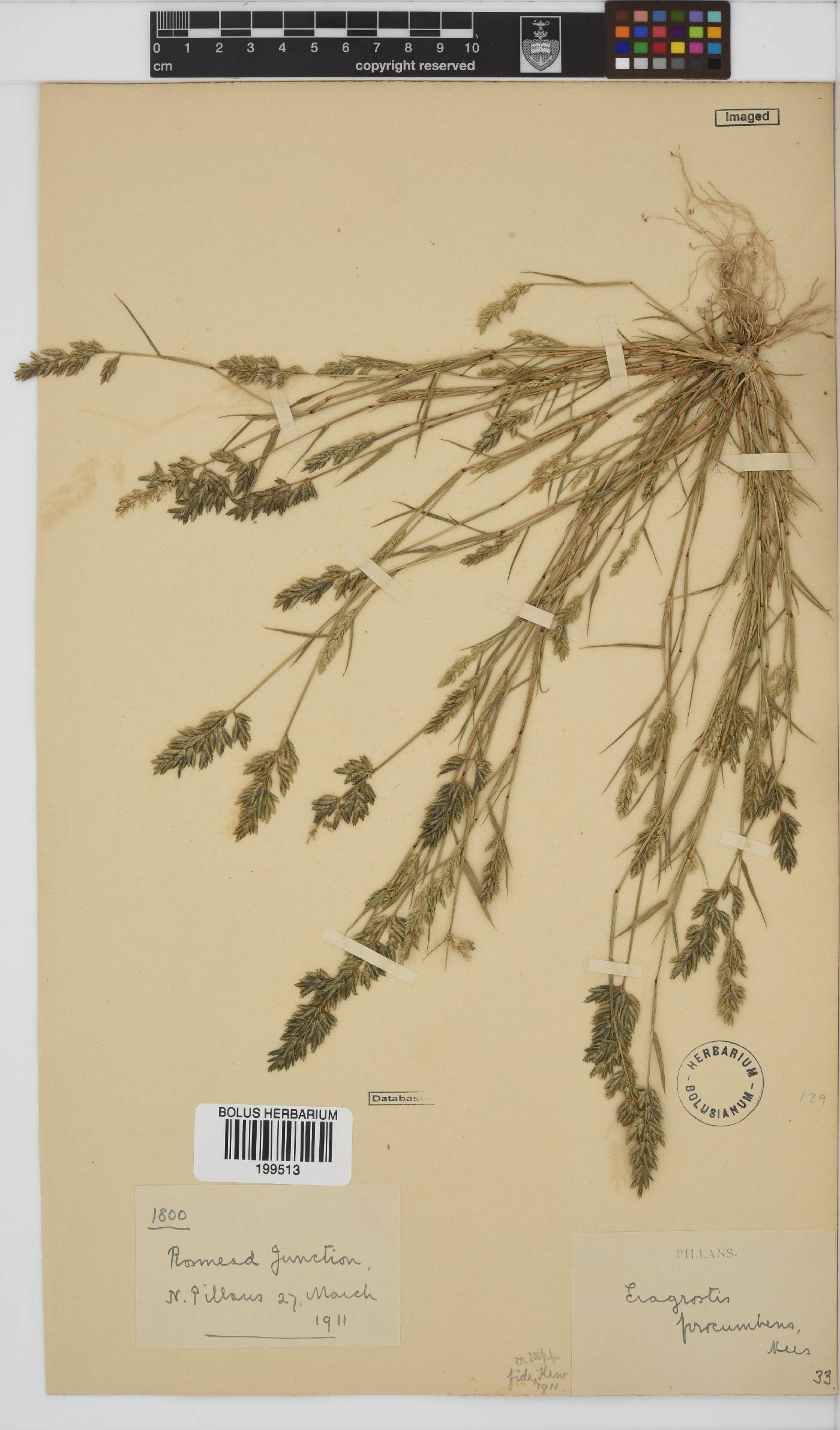 Eragrostis procumbens image