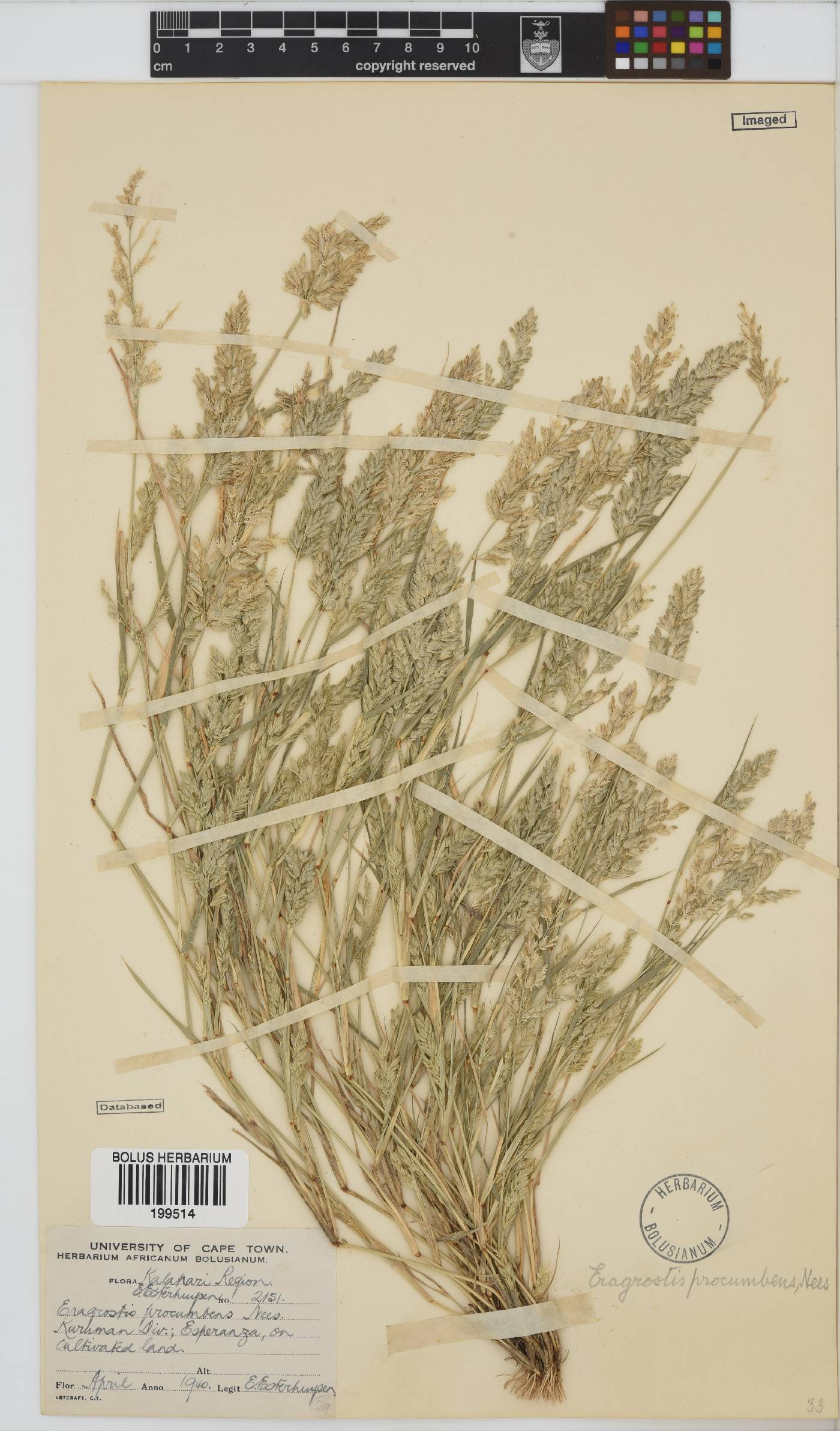 Eragrostis procumbens image