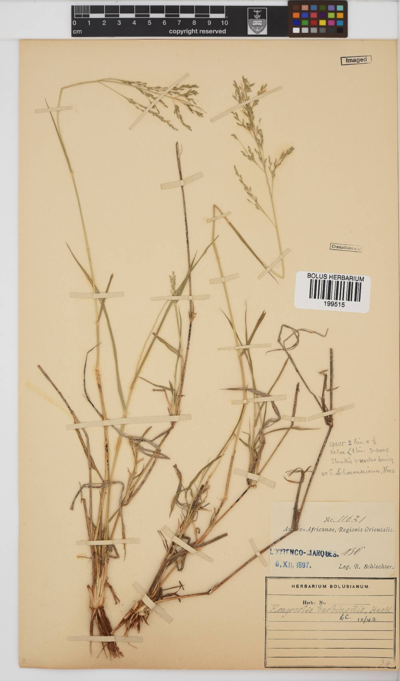 Eragrostis barbinodis image