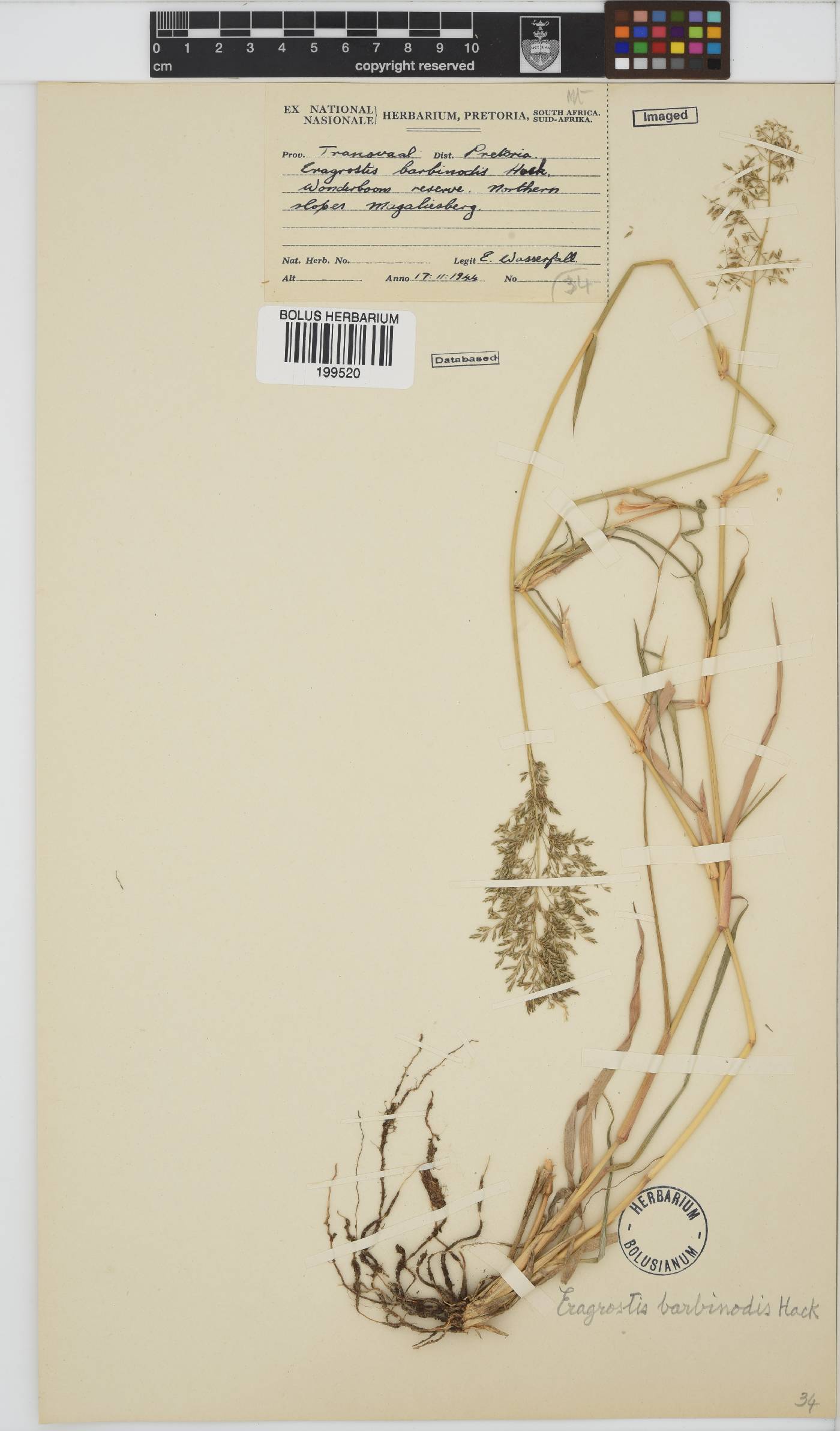 Eragrostis barbinodis image