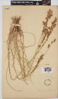 Eragrostis superba image