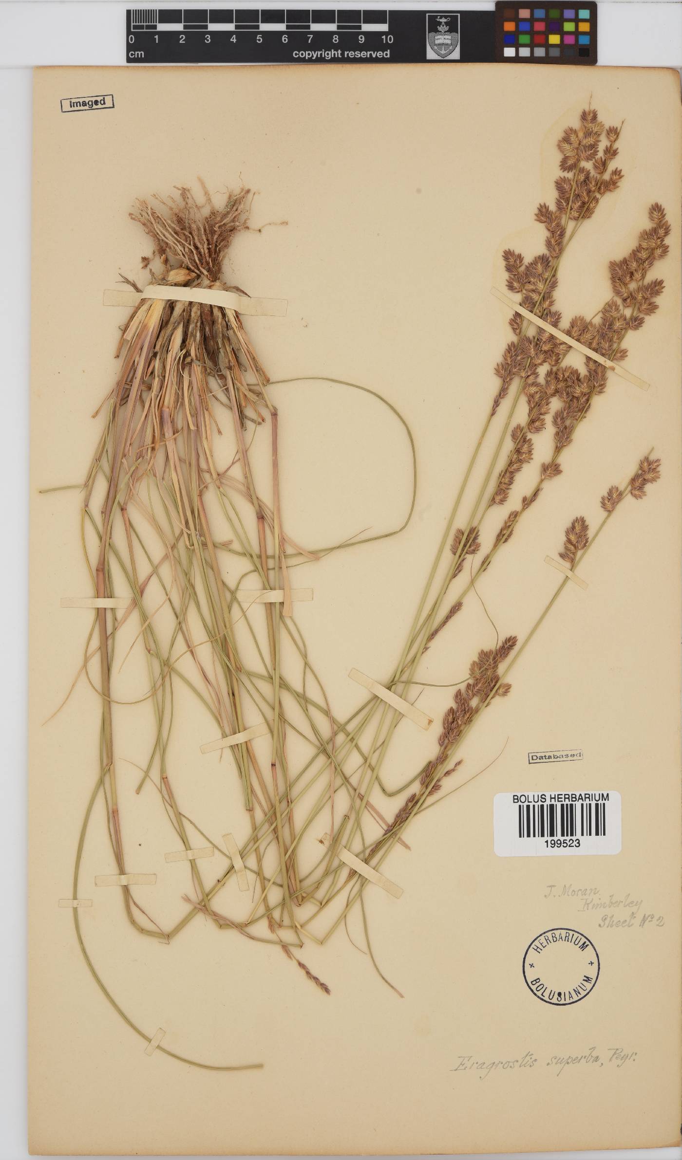 Eragrostis superba image