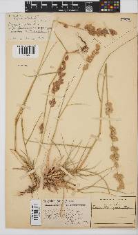 Eragrostis superba image