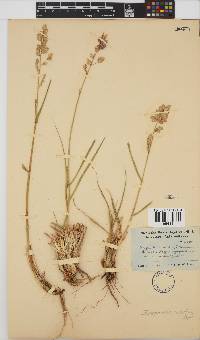 Eragrostis superba image