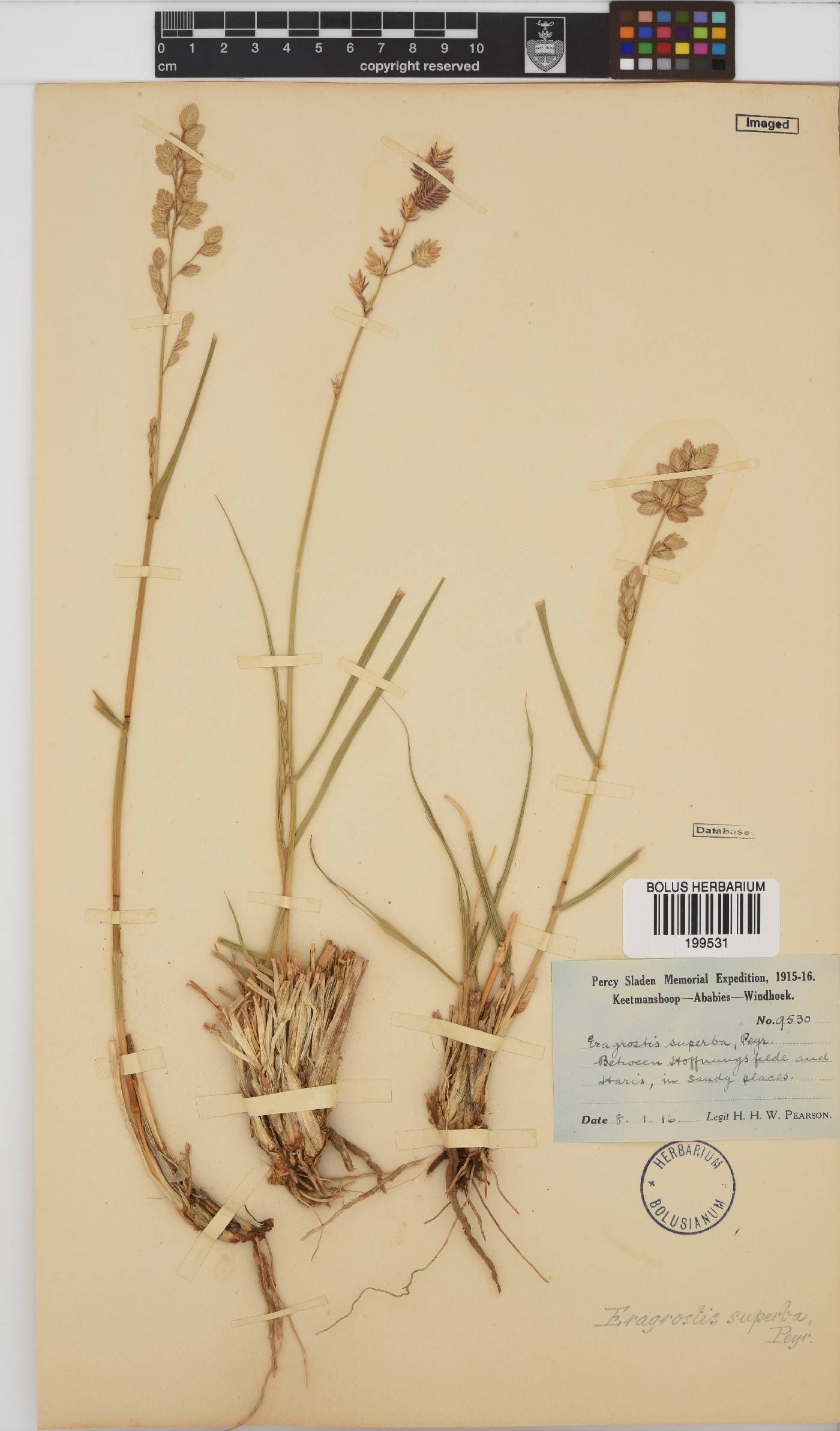 Eragrostis superba image