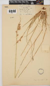 Eragrostis superba image