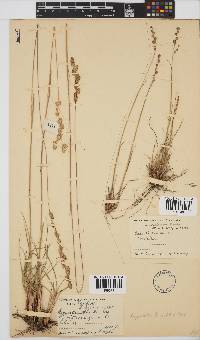 Eragrostis capensis image