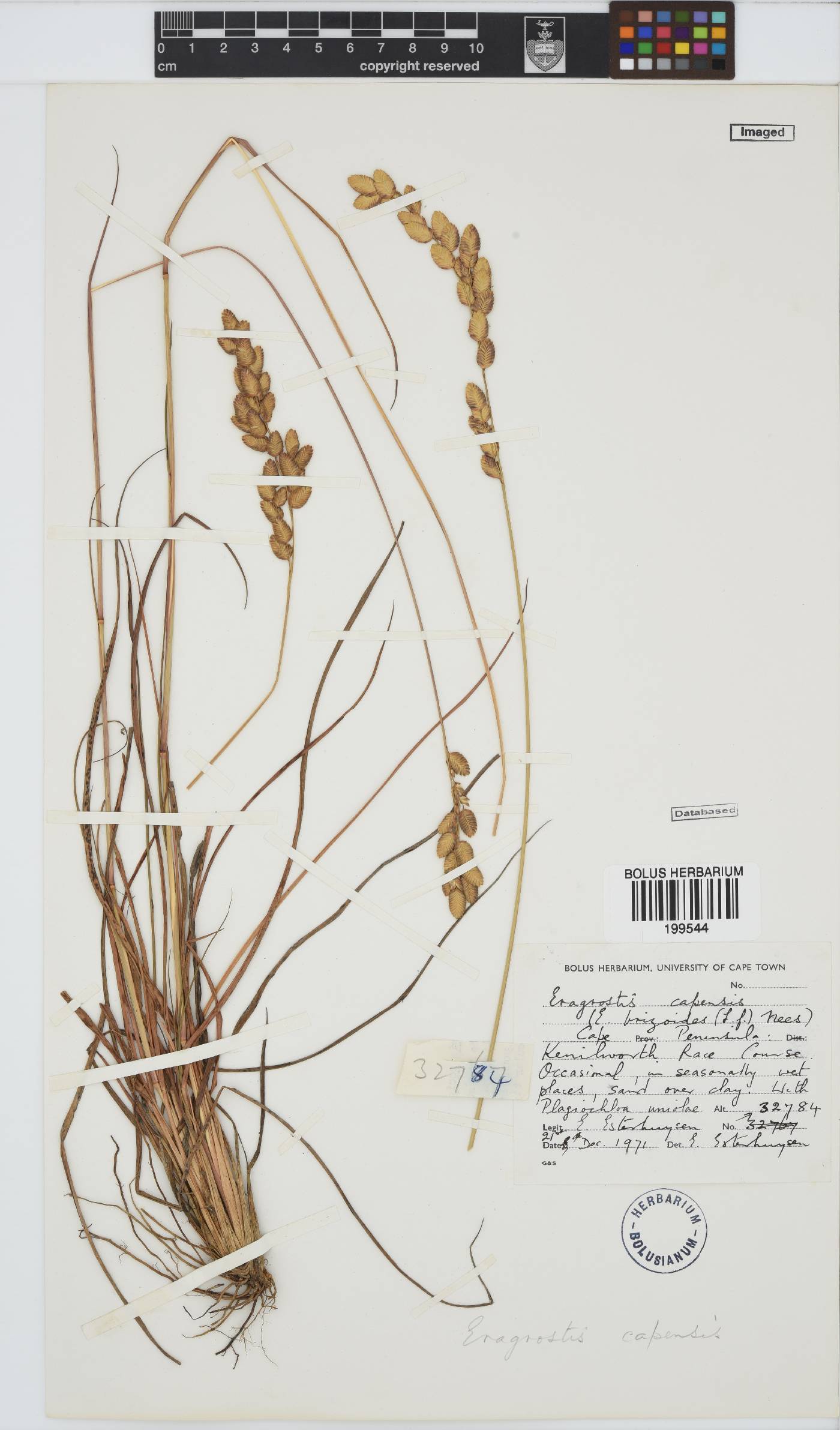 Eragrostis capensis image