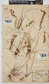 Eragrostis capensis image