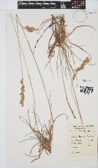 Eragrostis capensis image